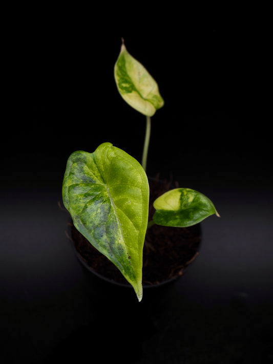 Alocasia Dragon Scale Aurea