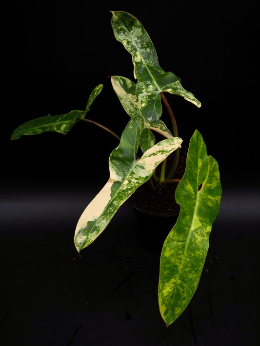 Philodendron Florida Beauty x Billitiea (Jennifer)