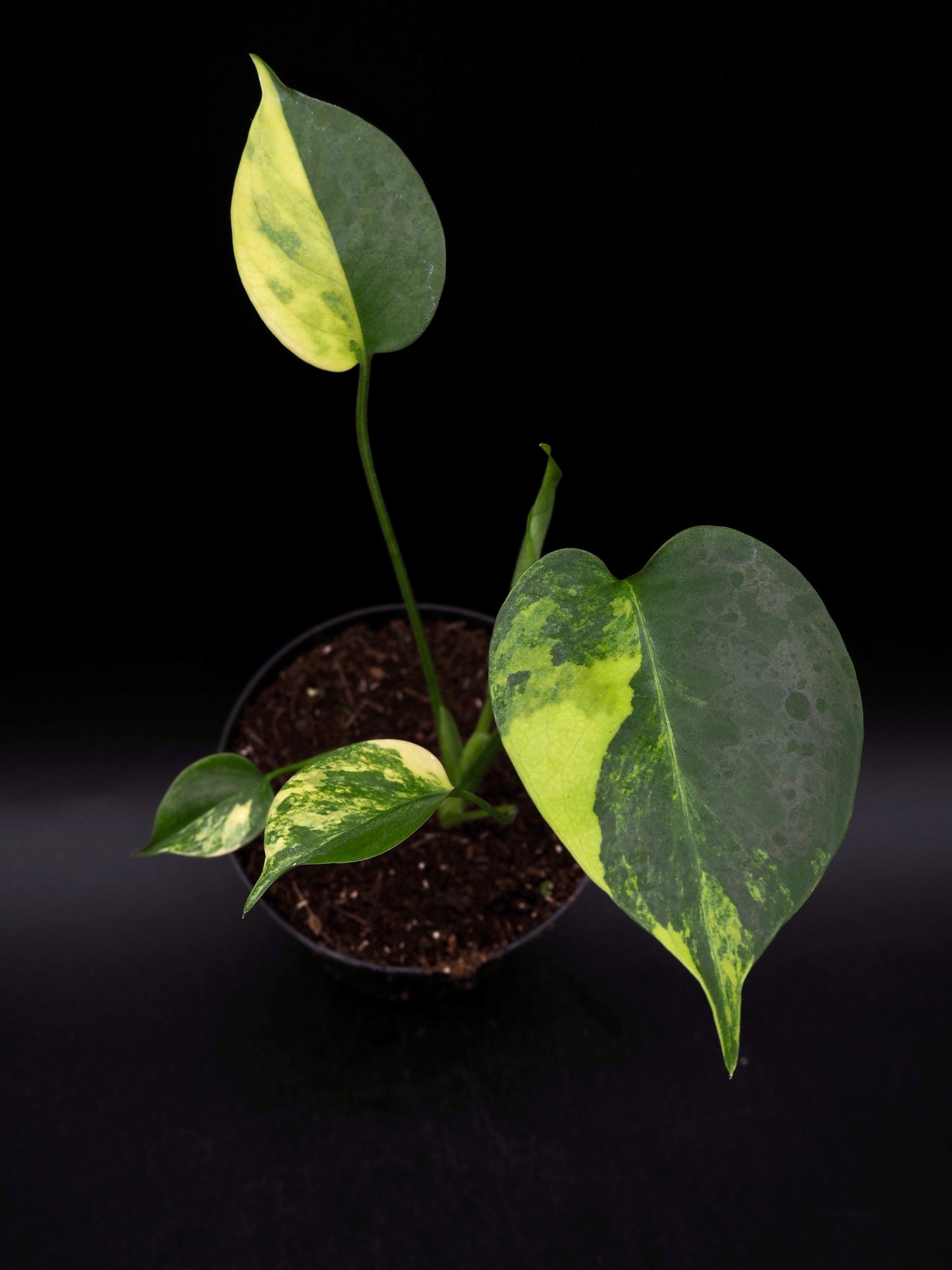 Monstera Yellow Marylin