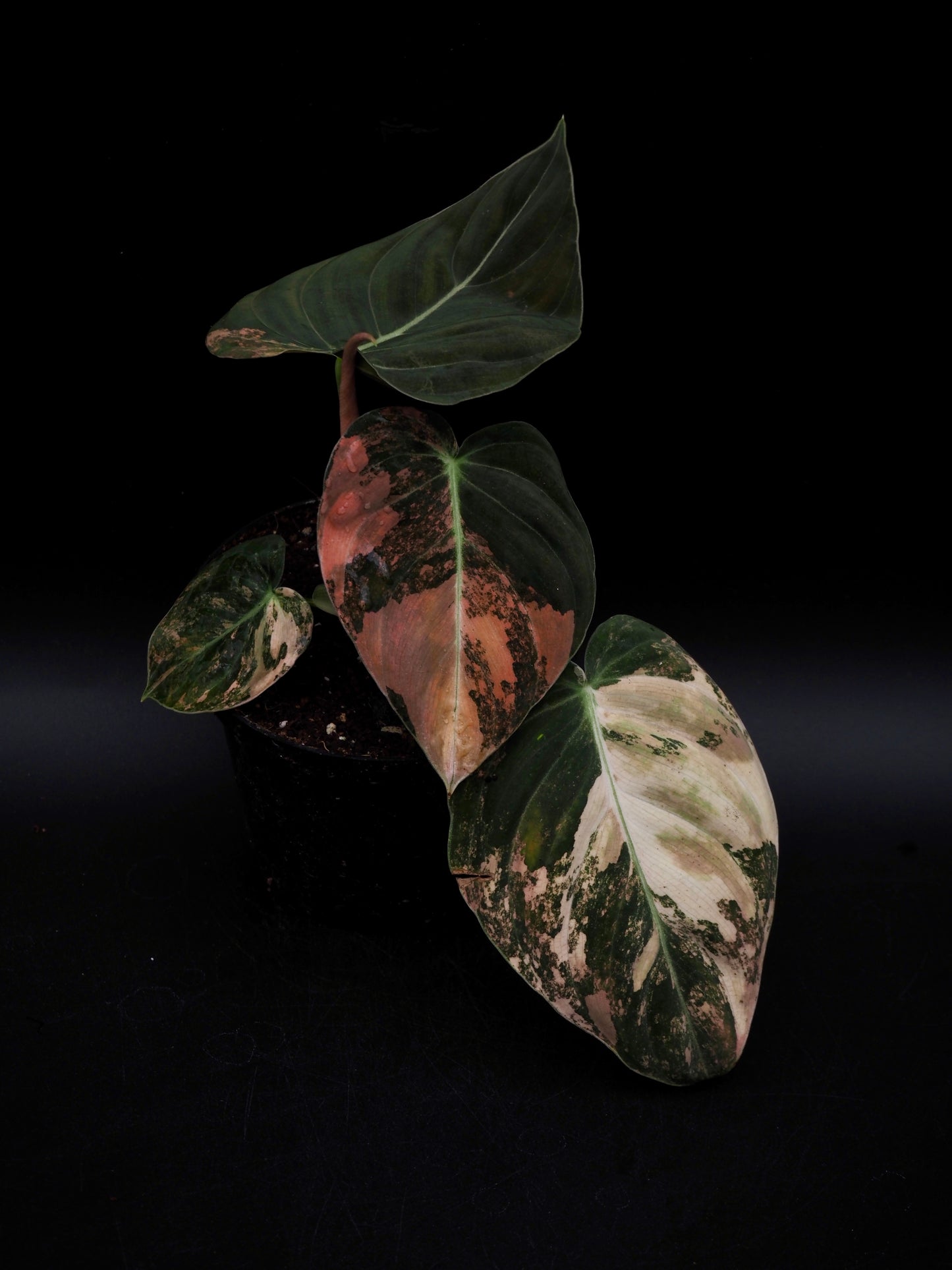 Philodendron Melanochrysum Bonfire