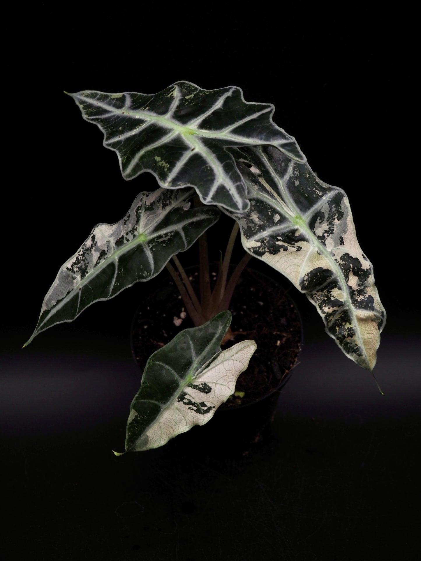 Alocasia Polly Pink Variegata