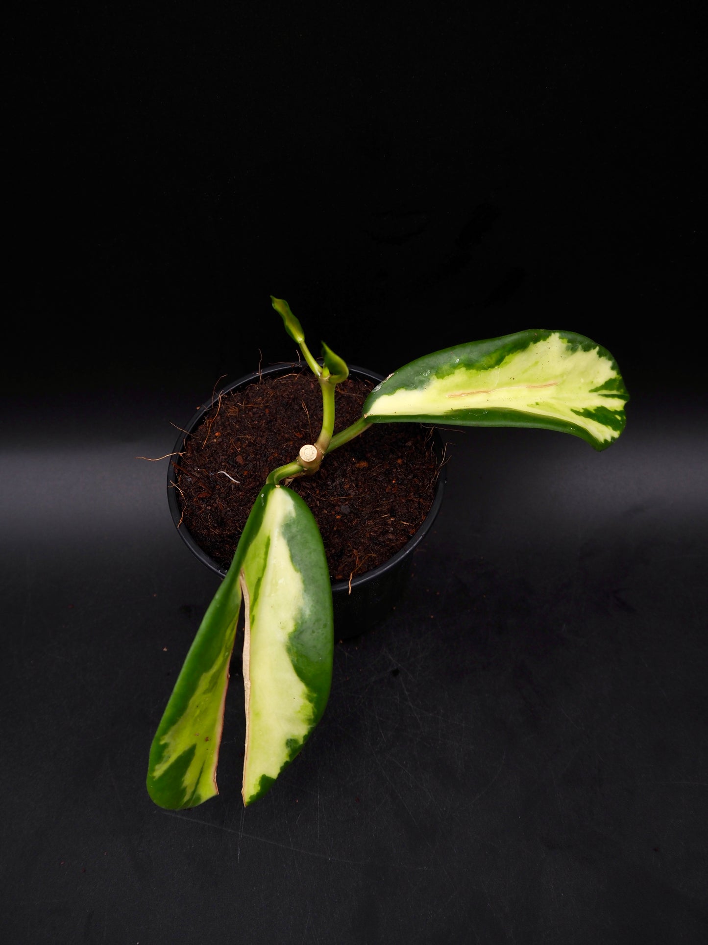 Hoya Maharani Variegata