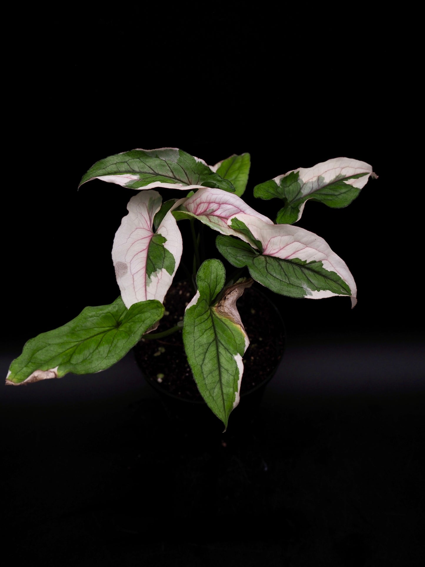 Syngonium White Princess