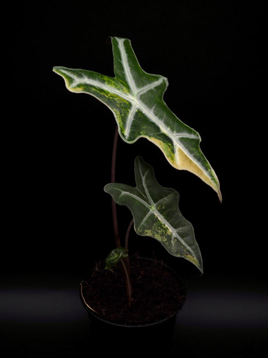 Alocasia Nobilis Aurea