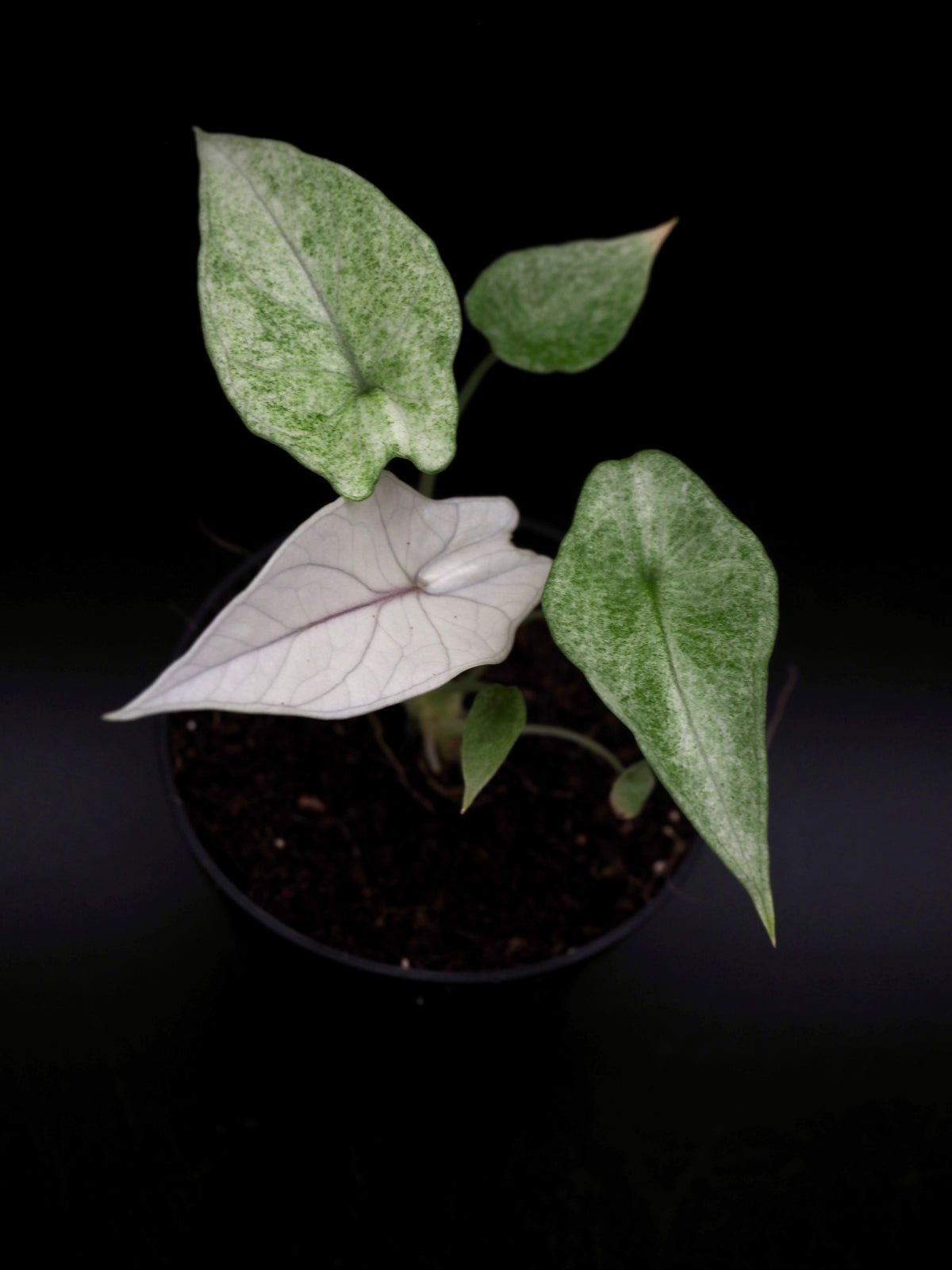 Alocasia Scalprum Mint