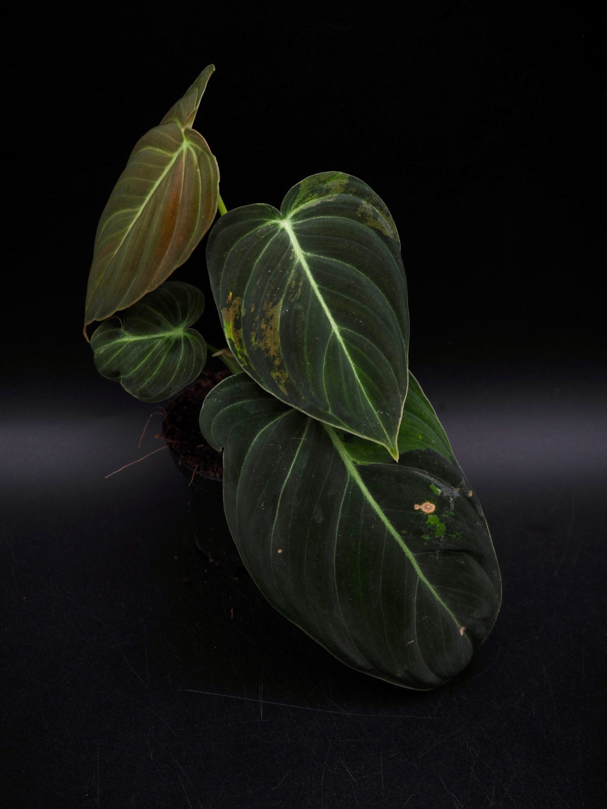 Philodendron Melanochrysum Variegata