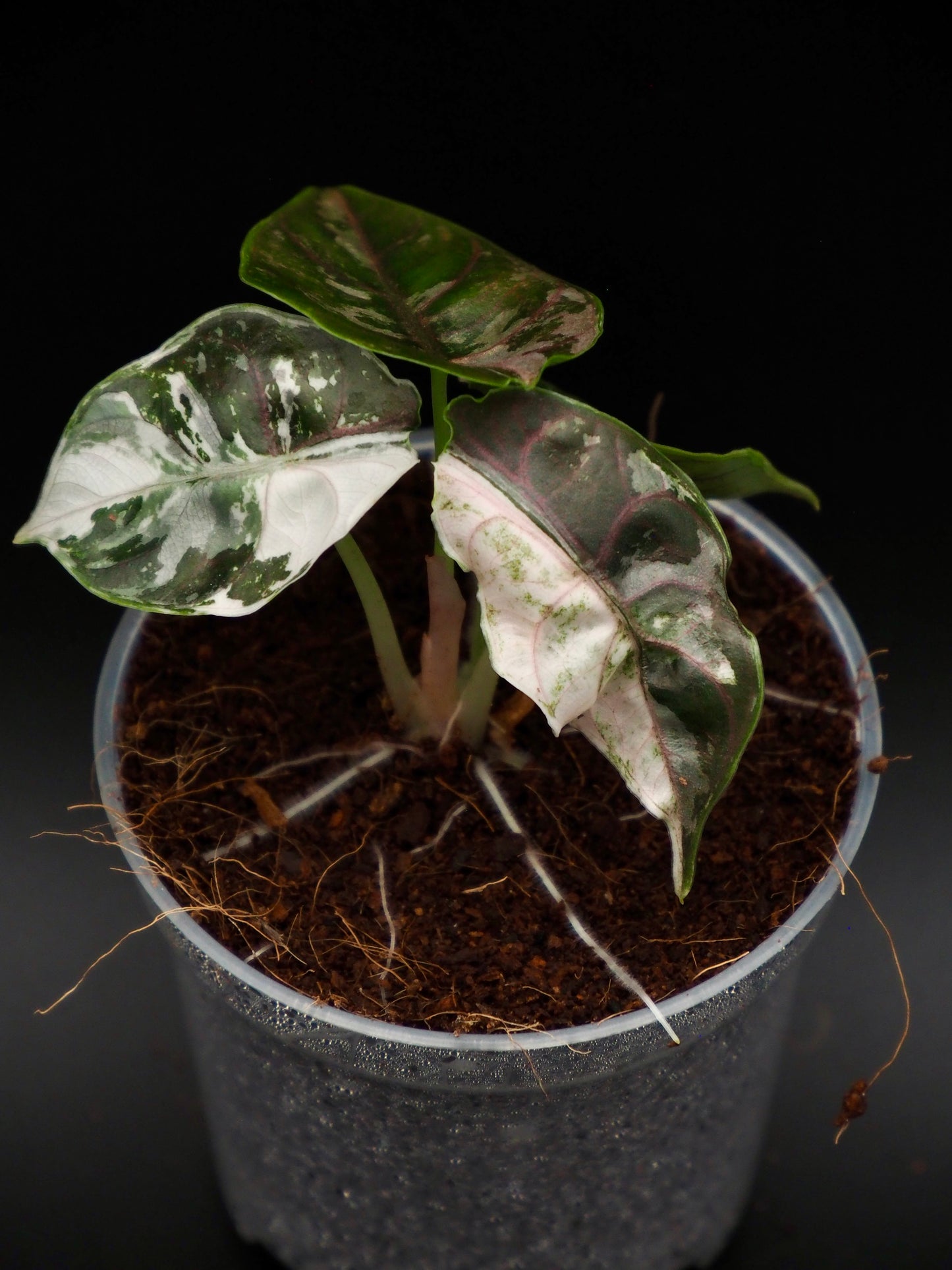 Alocasia Azlanii Pink