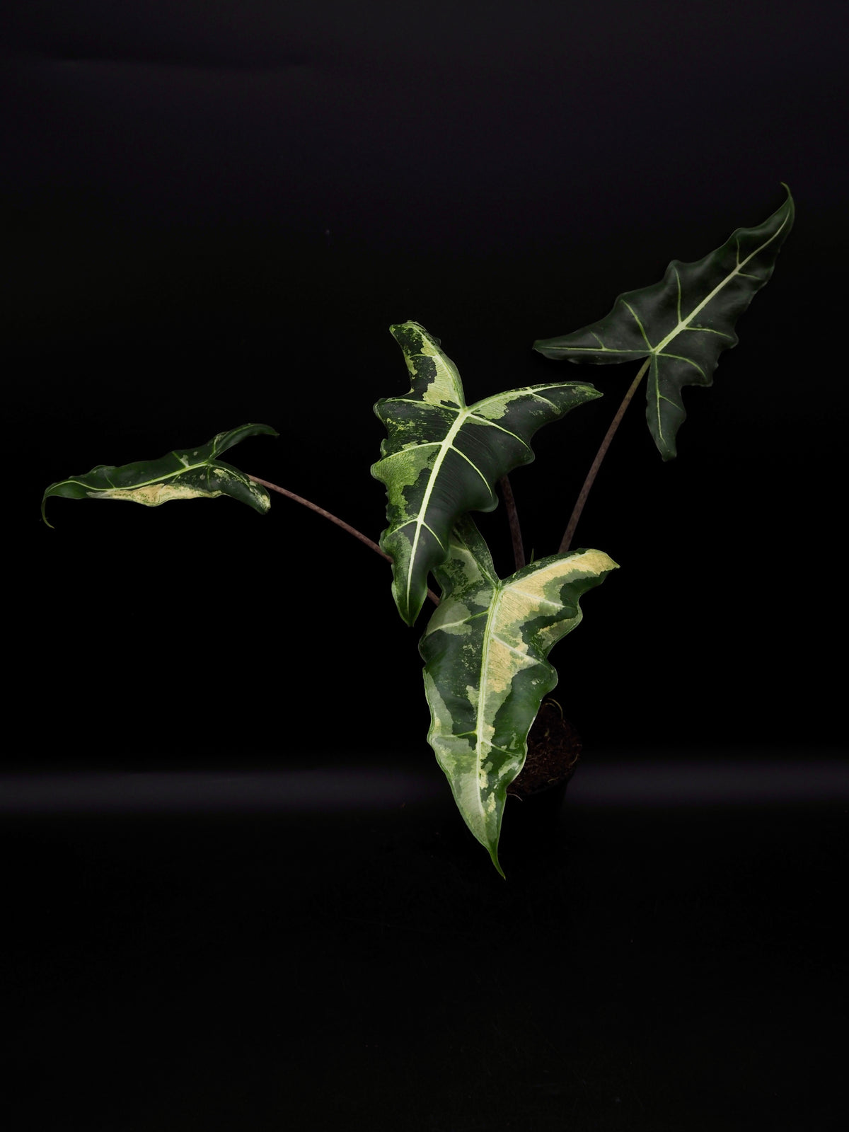 Alocasia Sarian Albo