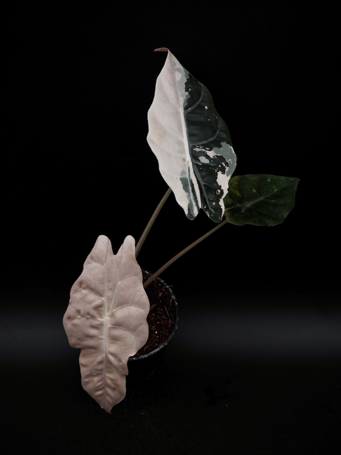 Alocasia Chantrieri Pink