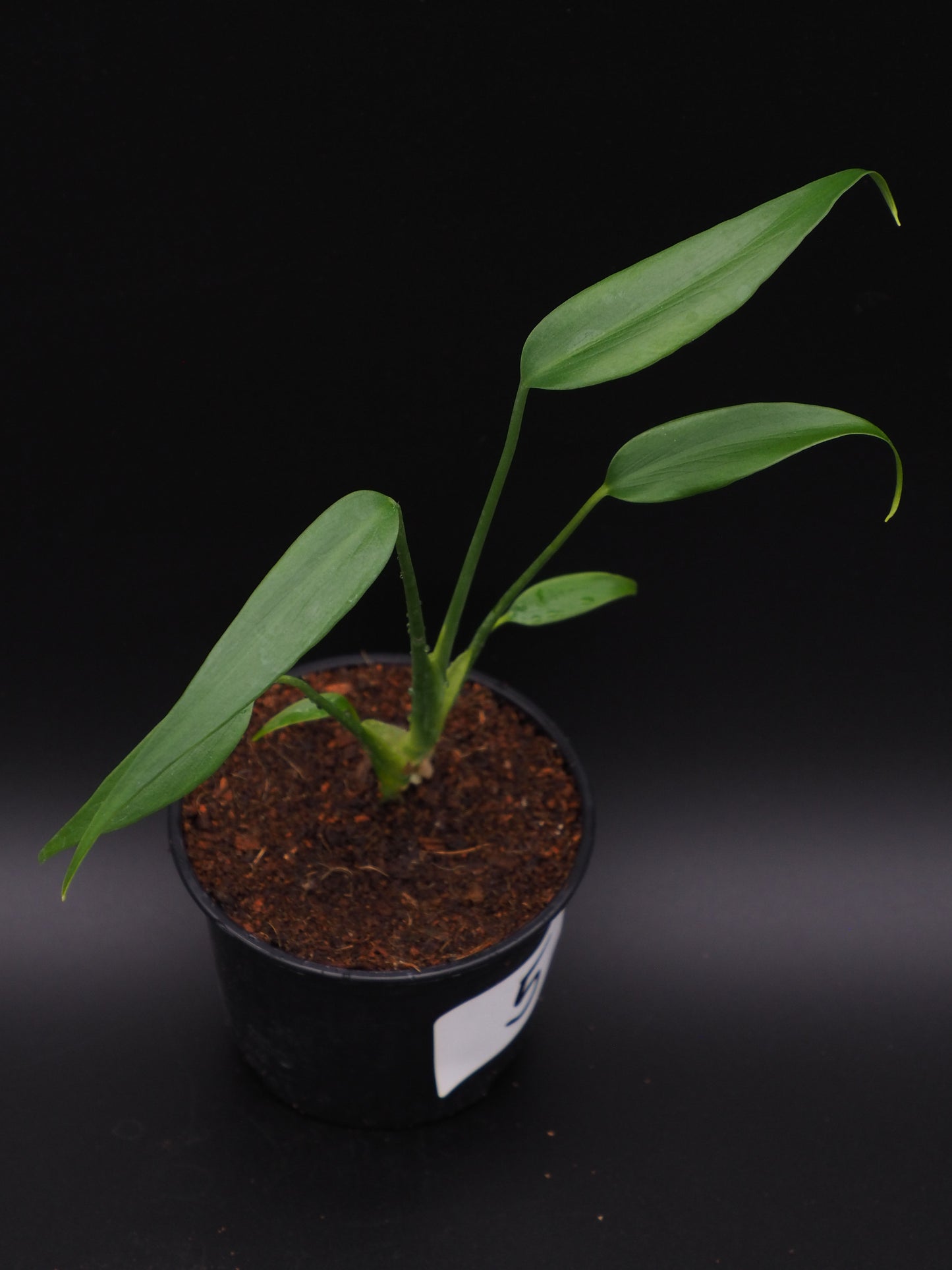 Monstera Burle Marx Flame