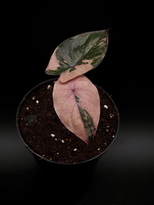 Alocasia Serendipity Variegata
