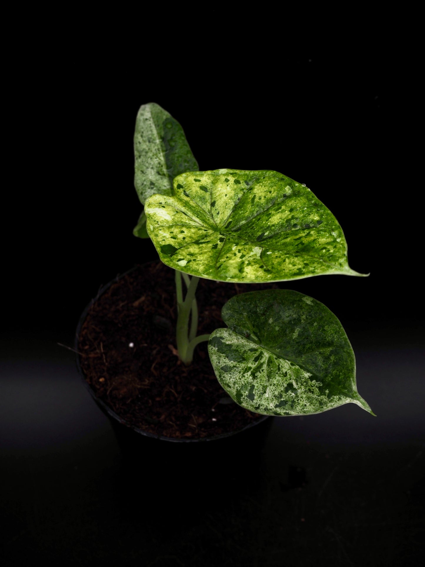 Alocasia Dragon Scale Mint Variegata