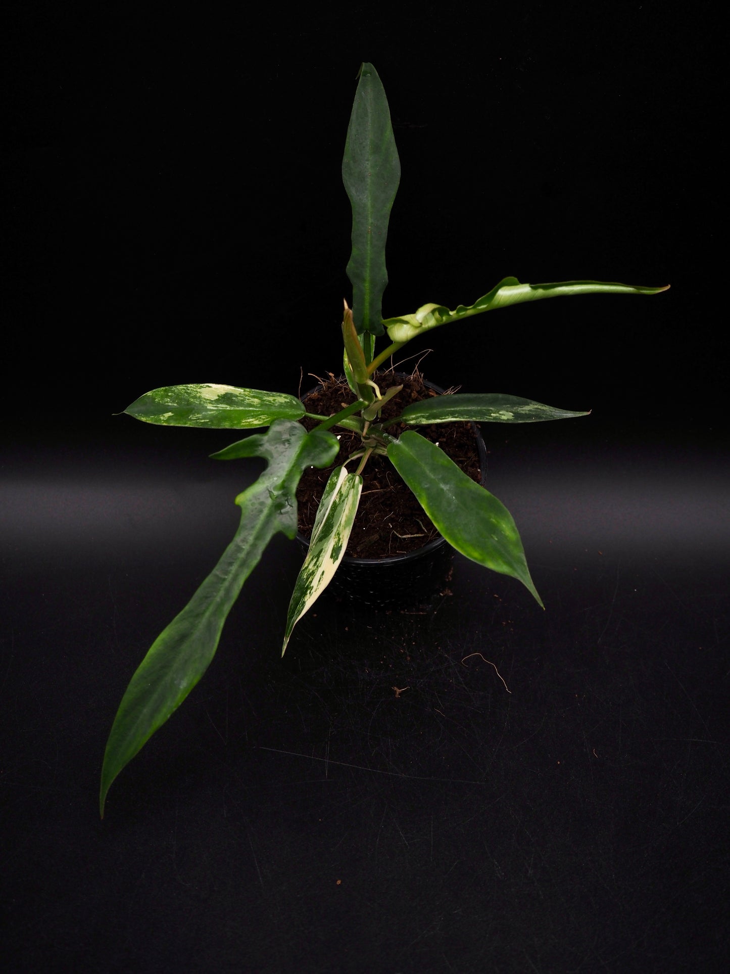 Philodendron Florida Beauty X Tortum Aurea Variegata
