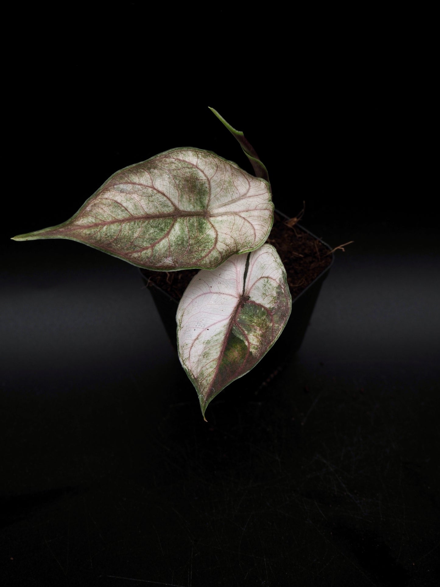 Alocasia Azlanii Pink