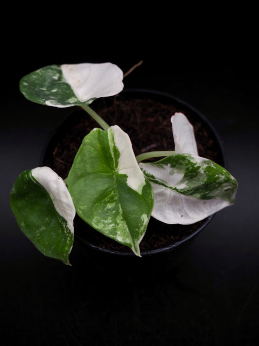 Alocasia Nebula Albo Pink Variegata