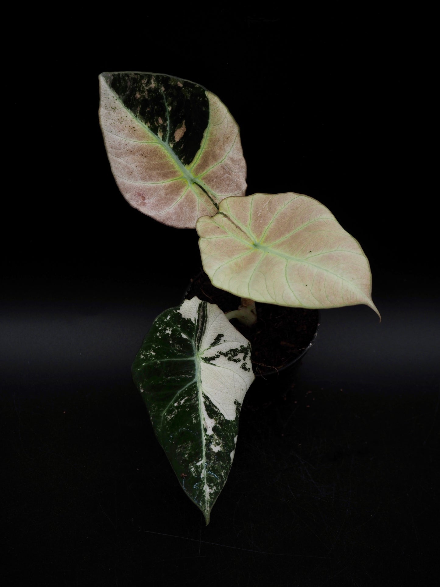 Alocasia Black Velvet Pink