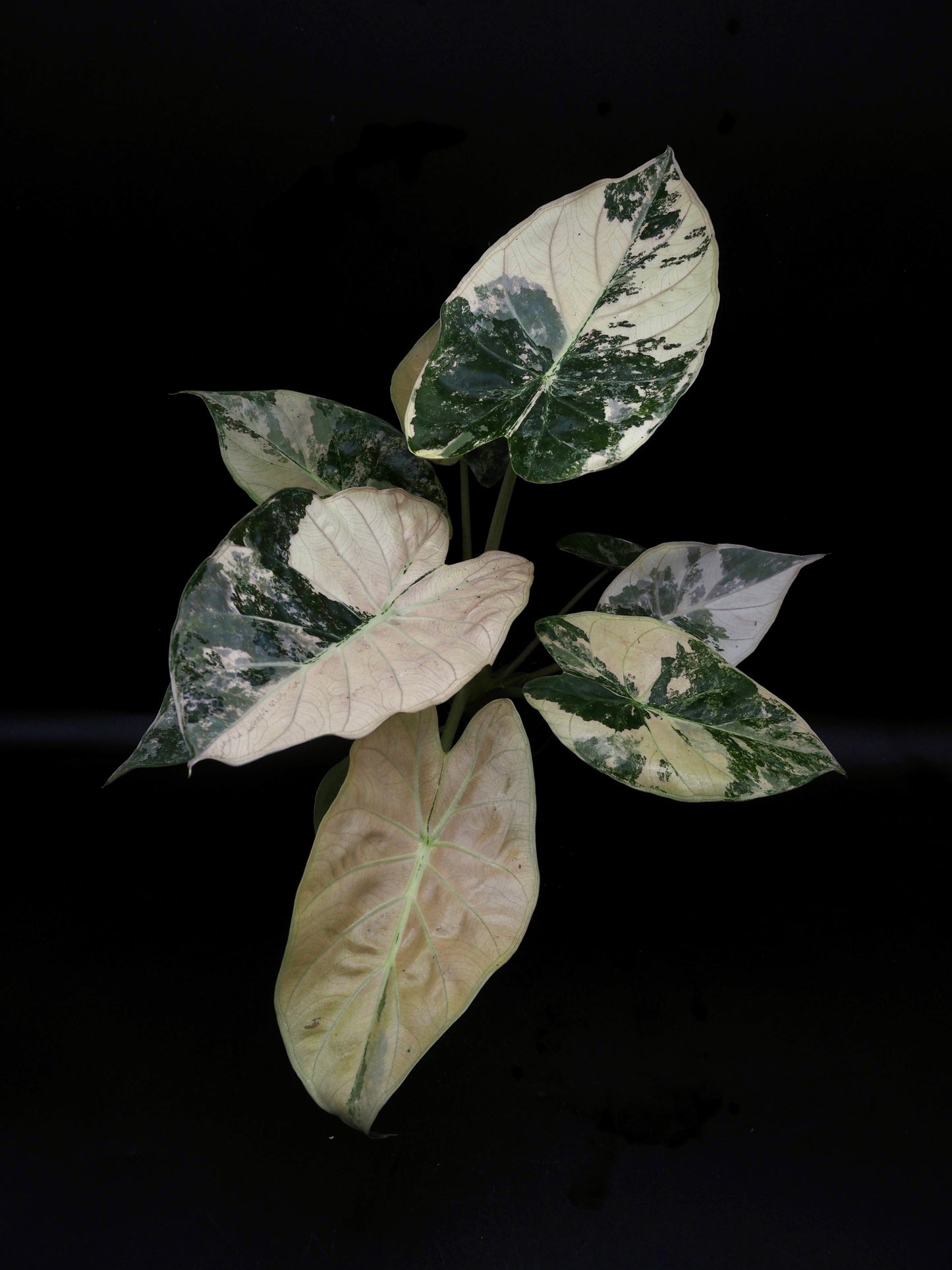 Alocasia Wentii Albo/Pink