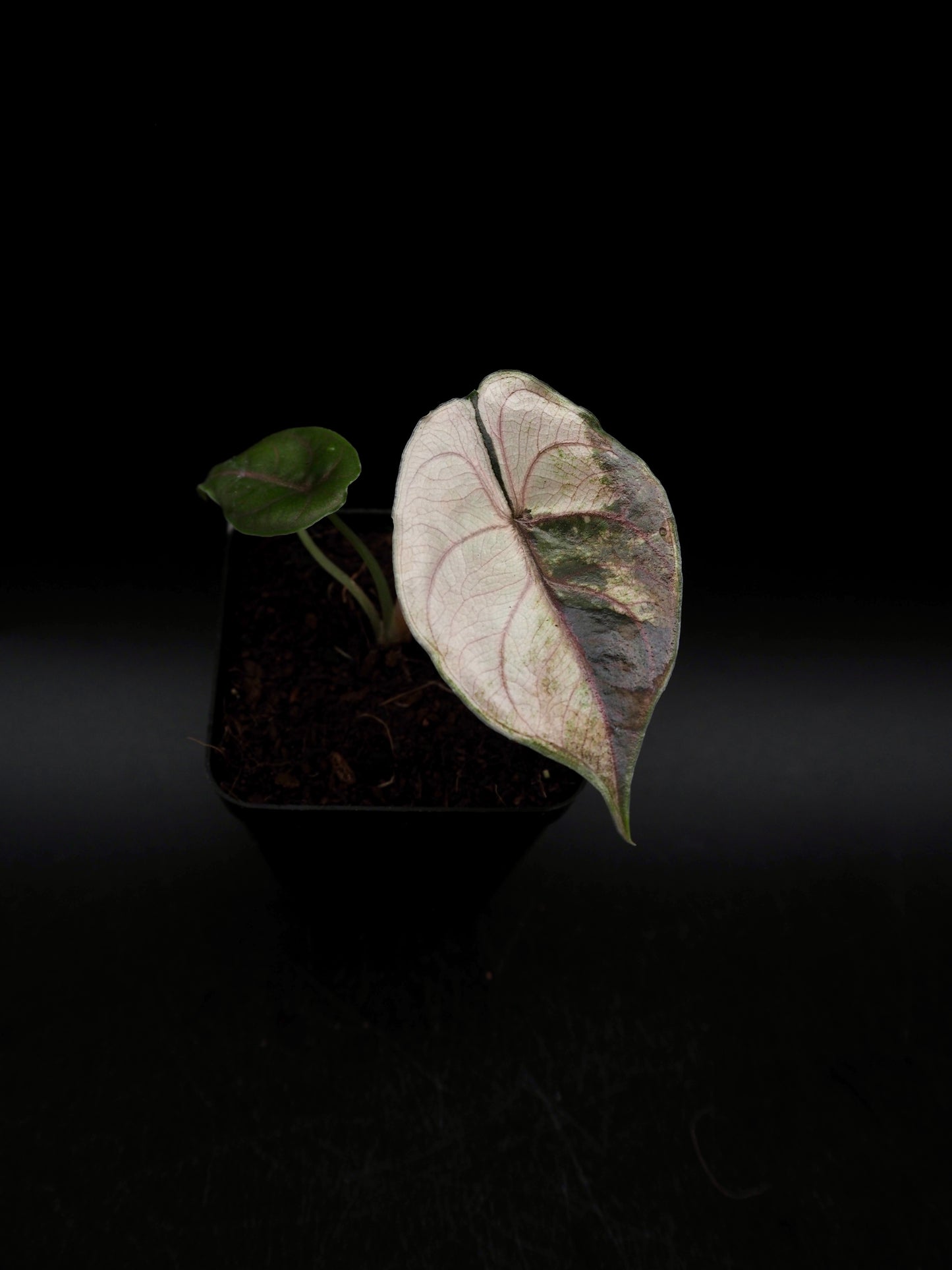Alocasia Azlanii Pink