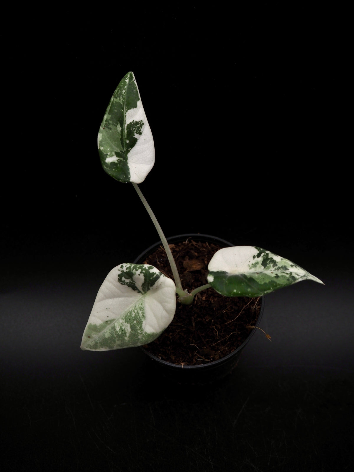 Alocasia Maharani Albo Variegata