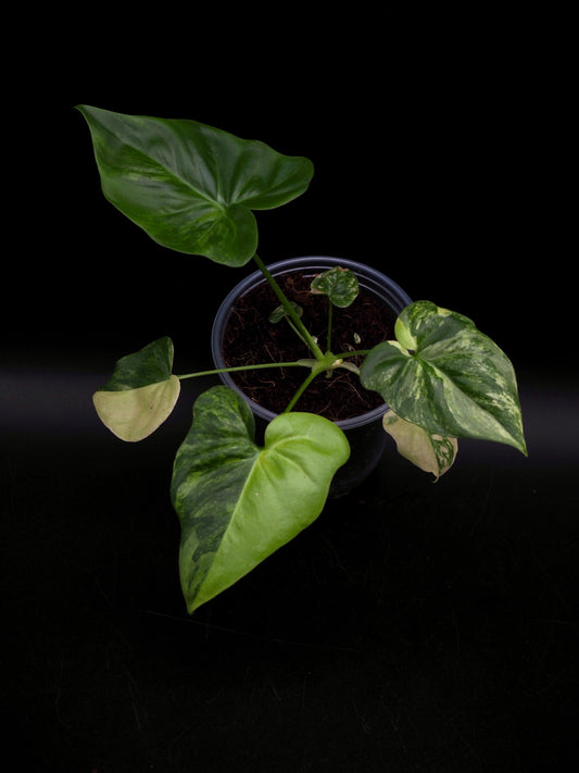 Philodendron Angela African Fantasy Variegata