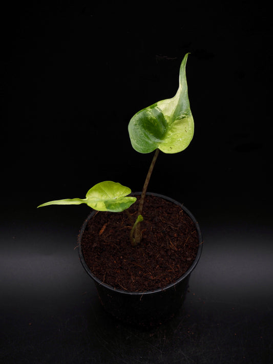 Alocasia Stingray Aurea Variegata