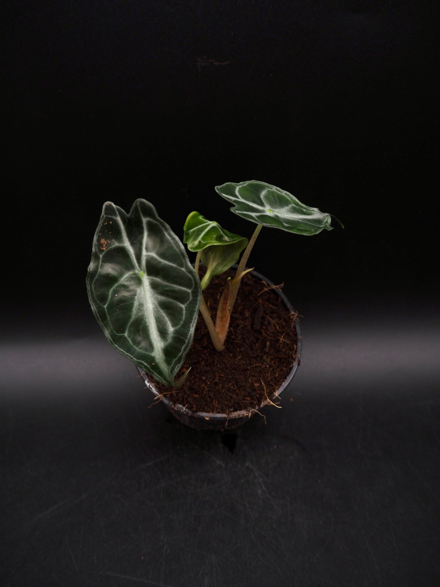 Alocasia Venom S