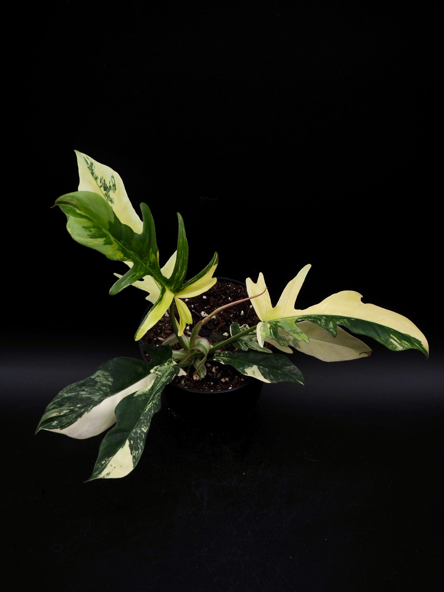 Philodendron Florida Beauty X Tortum