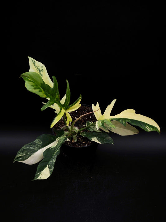 Philodendron Florida Beauty X Tortum