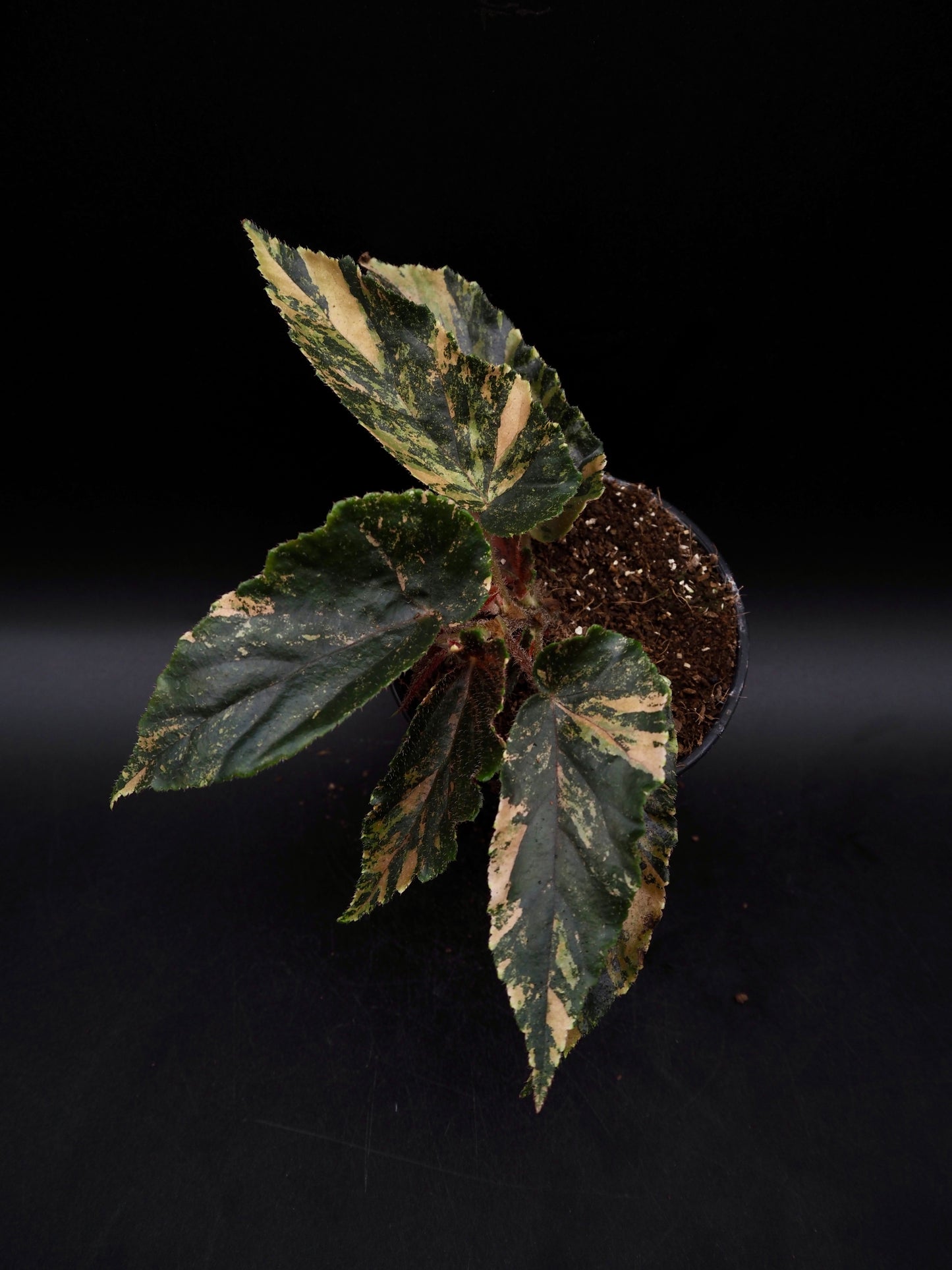 Begonia Ginny Galaxy