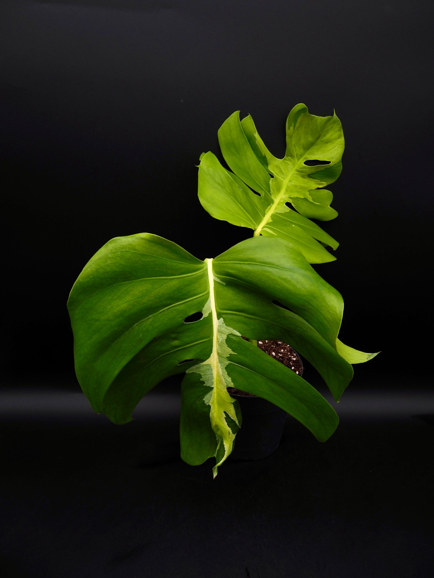Monstera White Lava