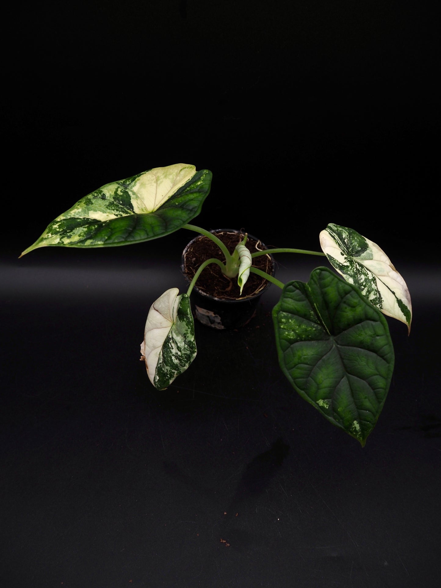 Écaille de dragon Alocasia Albo Variegata