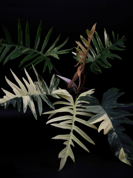 Philodendron Florida Beauty X Tortum