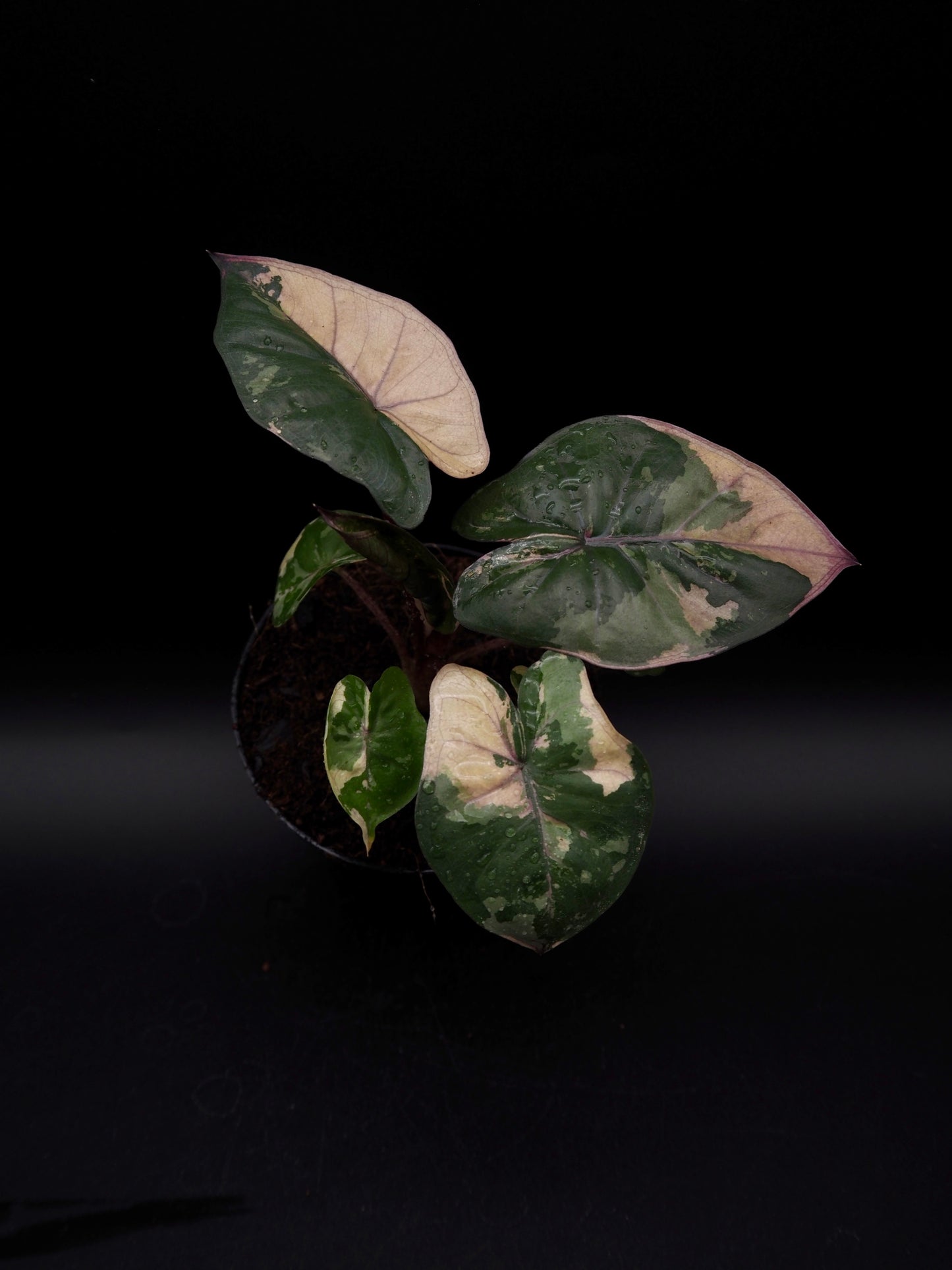 Alocasia Yucatan Princess Pink