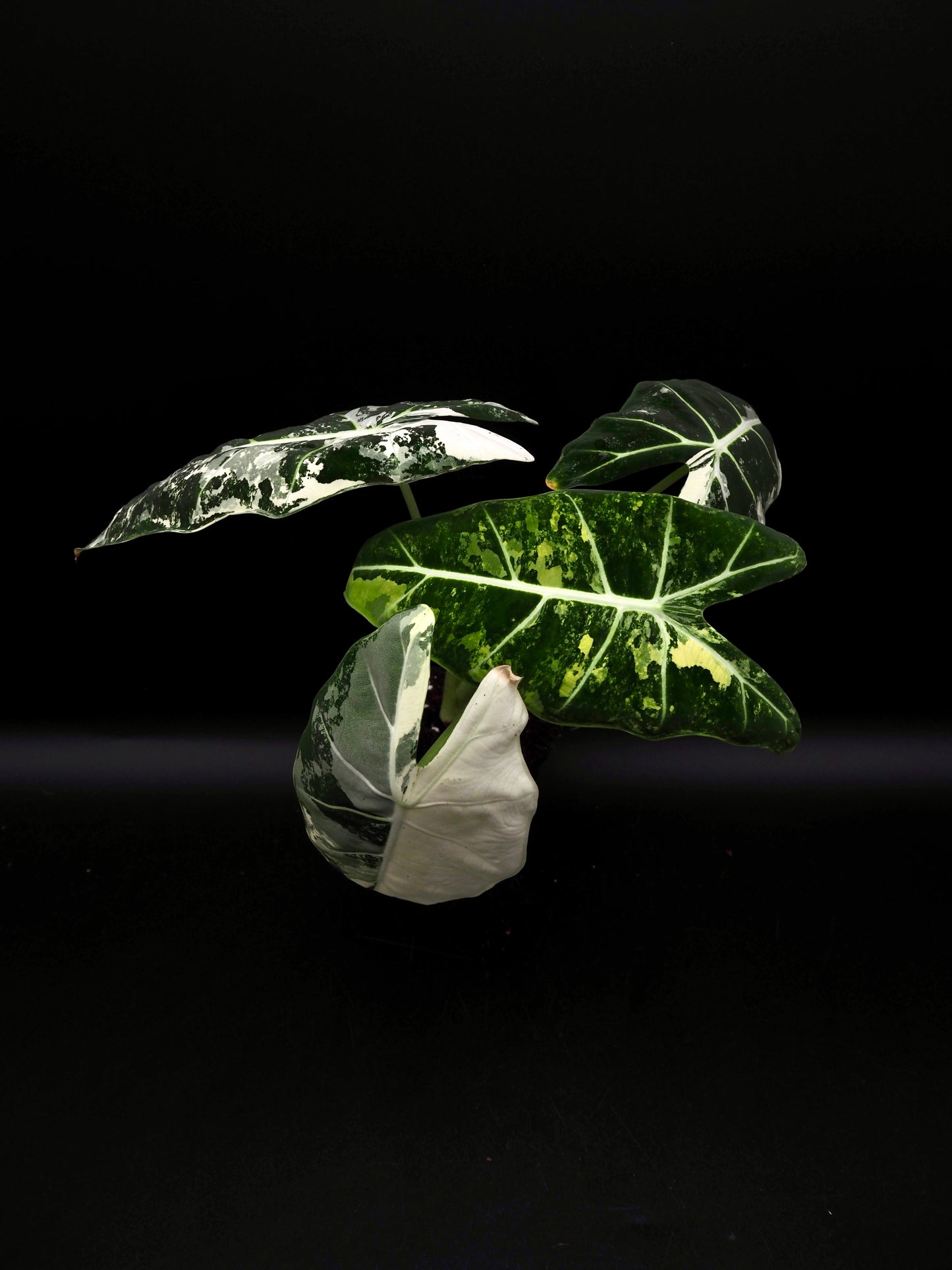 Alocasia Frydek Variegata