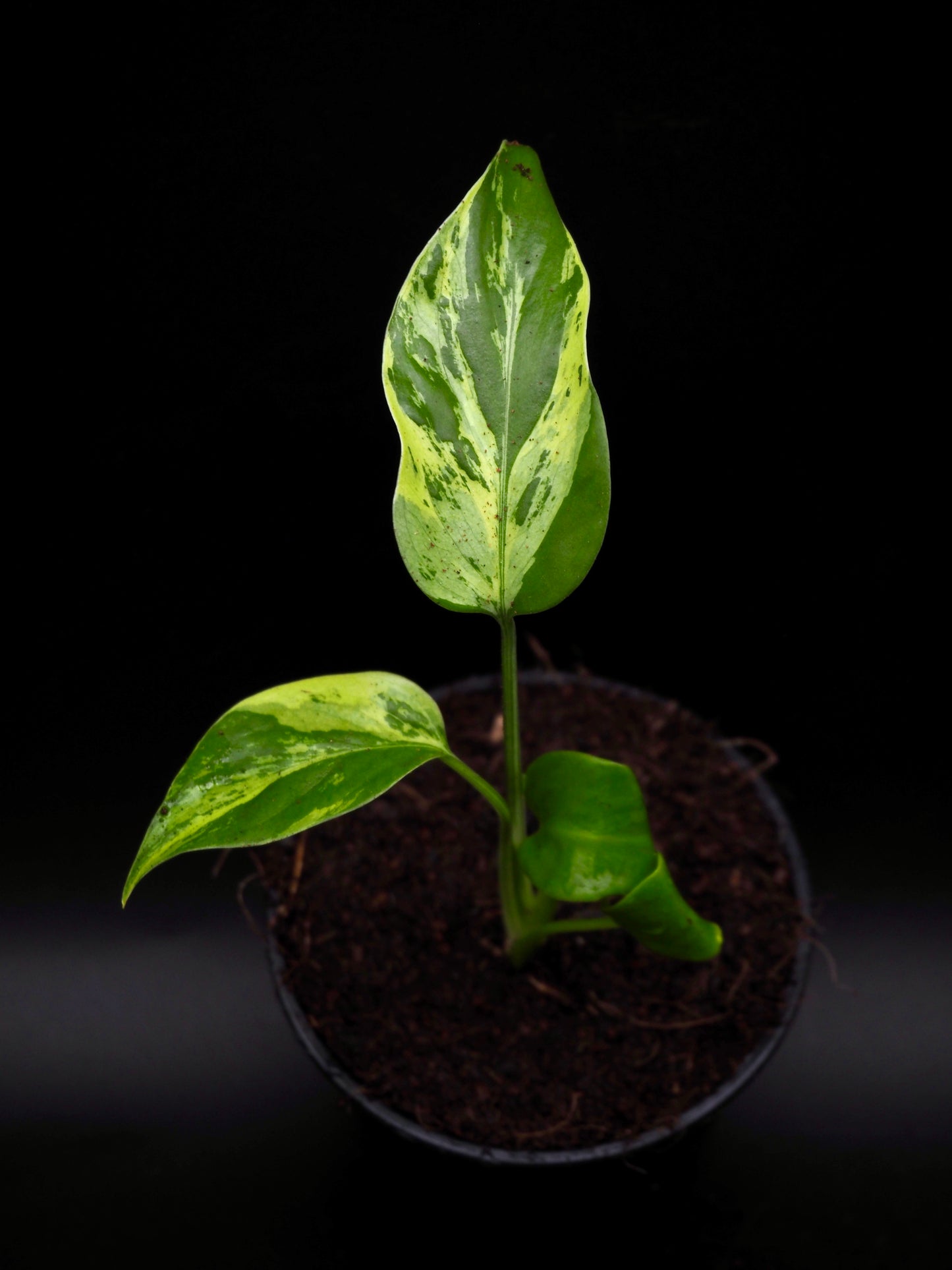 Monstera Light Lime S