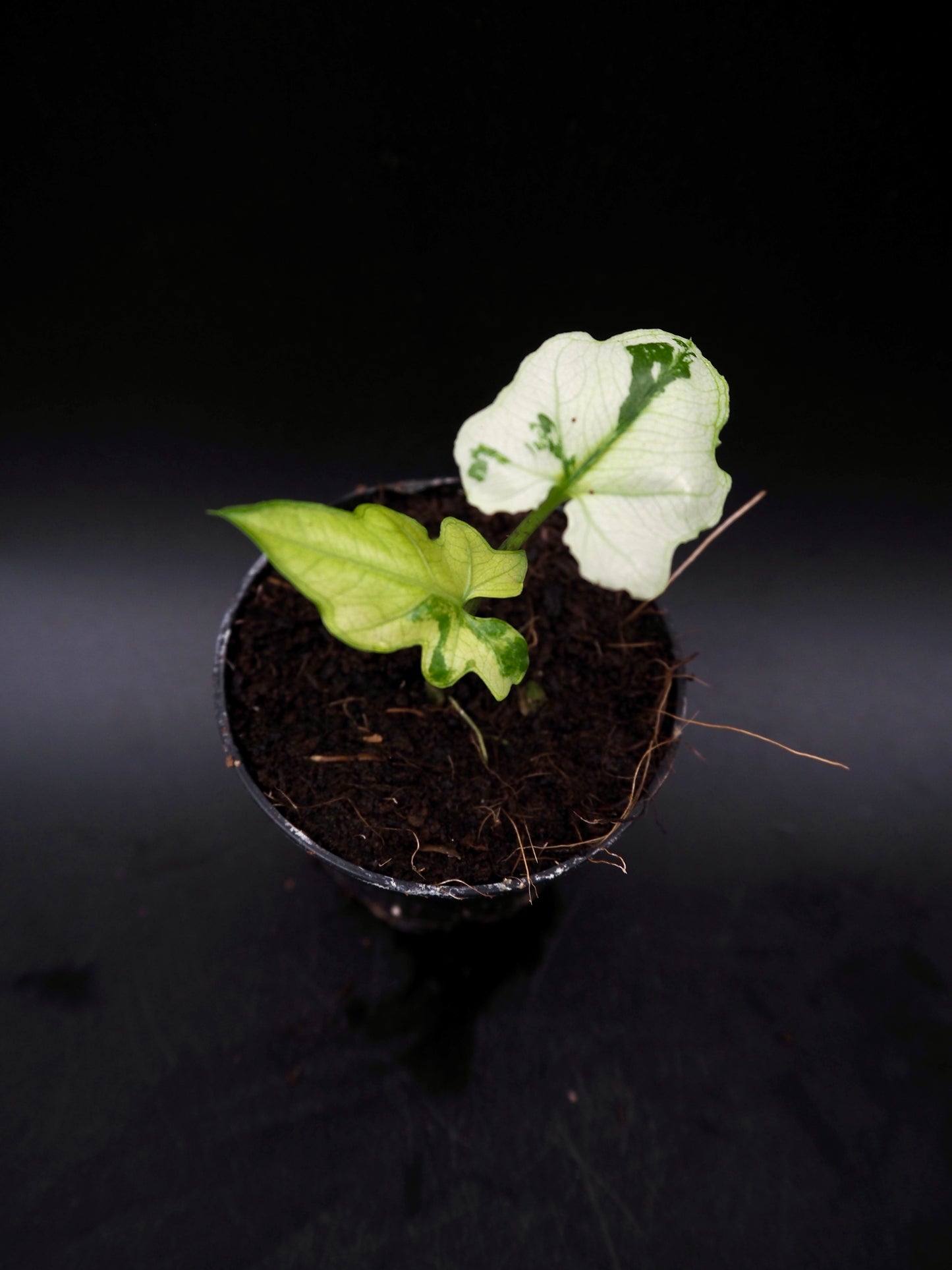 Alocasia Brancifolia Albo