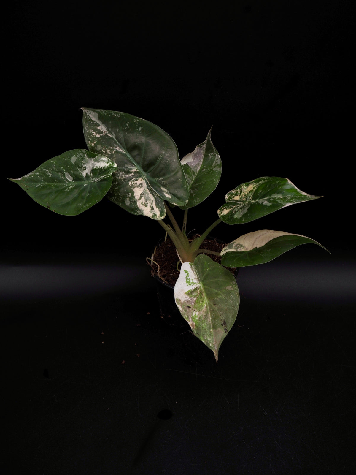 Alocasia Wentii Albo/Pink