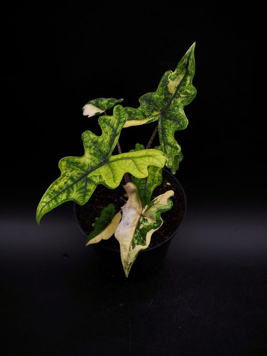 Alocasia Jacklyn Aurea Variegata
