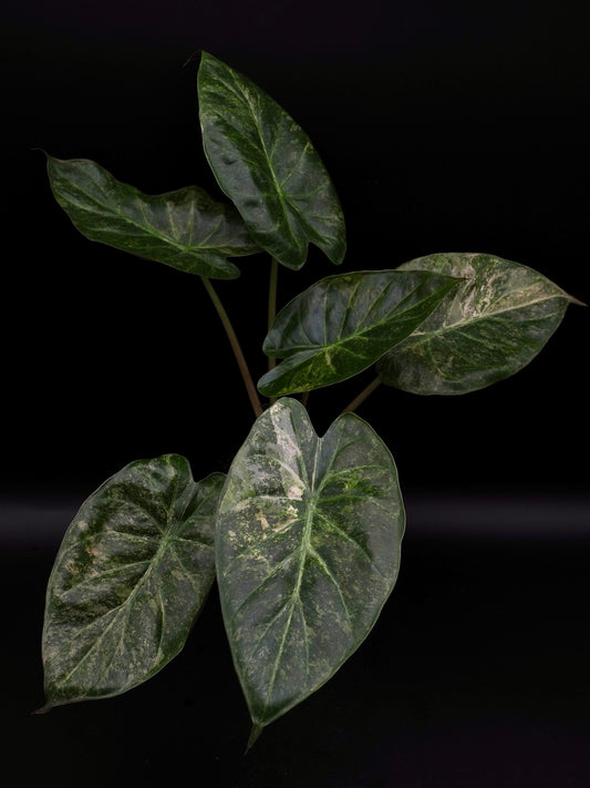 Alocasia Wentii Pink Freckles