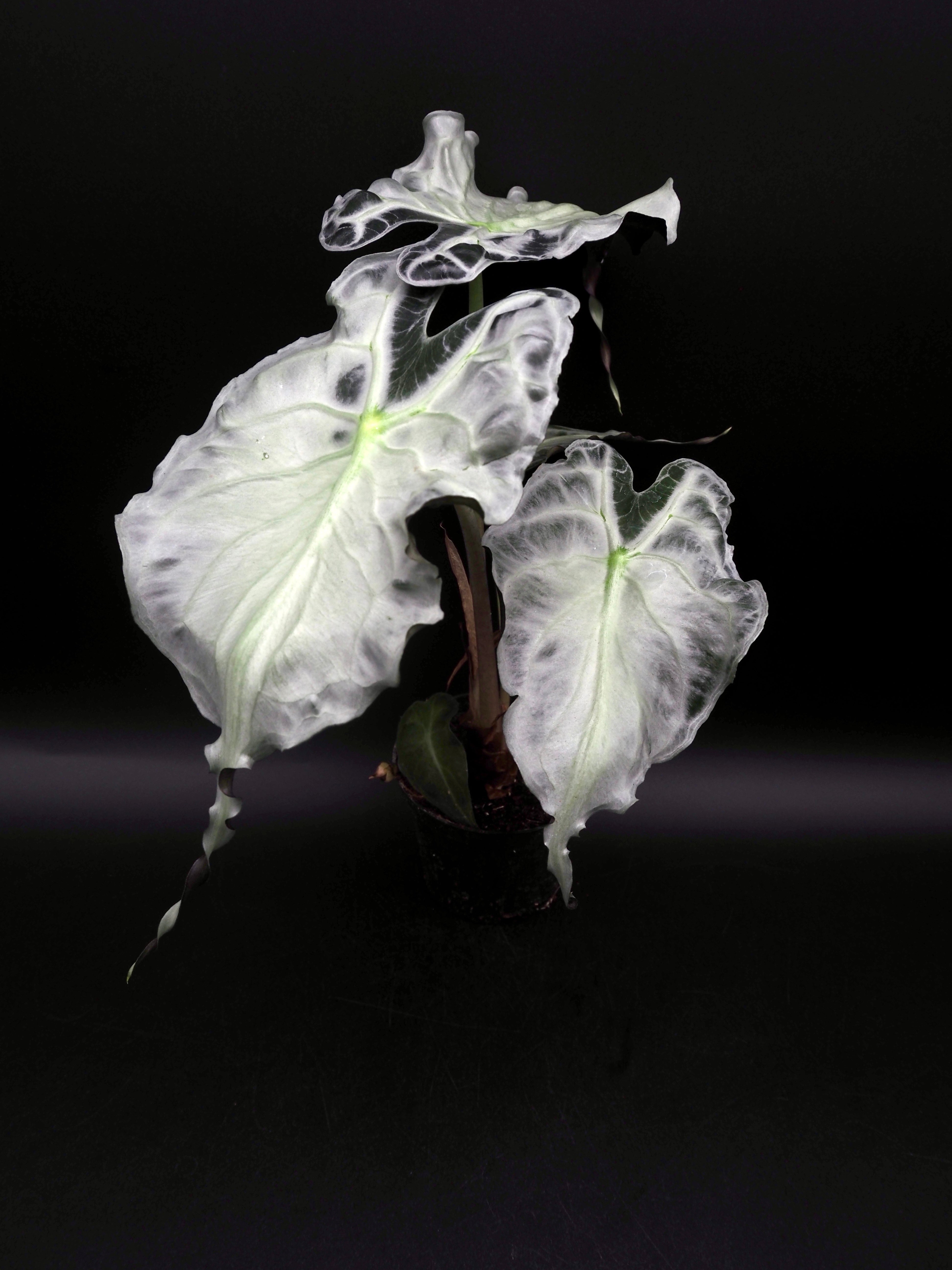 モンステラ・ポトス Alocasia Venom Alocasia Venom – Jolaplants