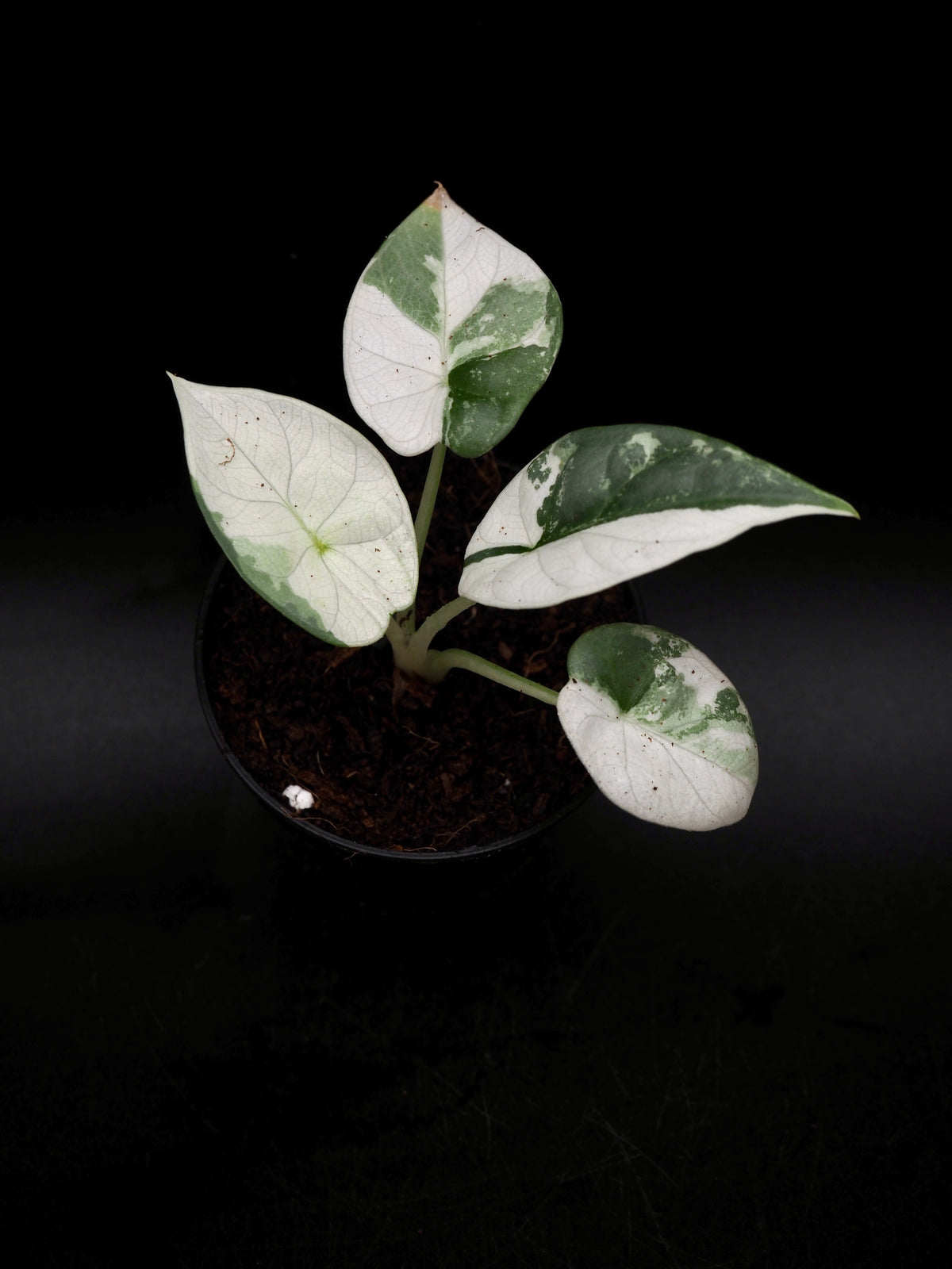 Alocasia Silver Dragon Albo Snow White Variegata