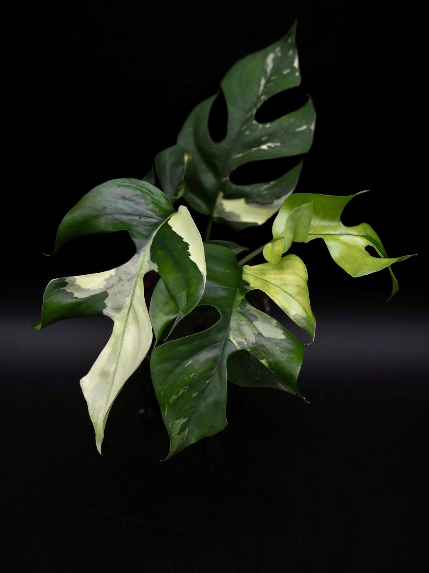 Rhaphidophora Tetrasperma Variegata