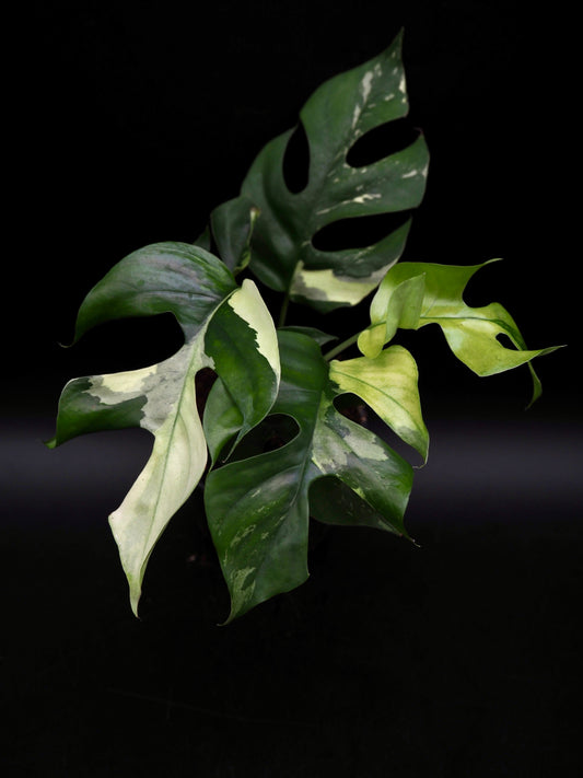 Rhaphidophora Tetrasperma Variegata