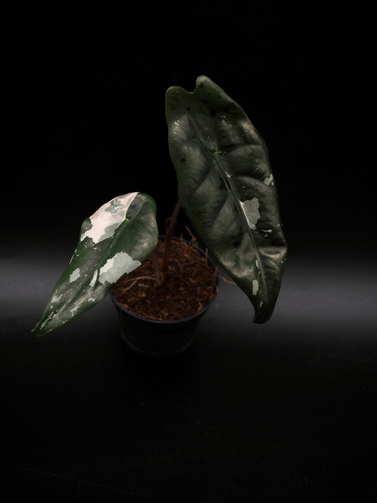 Alocasia Chantrieri Pink Variegata