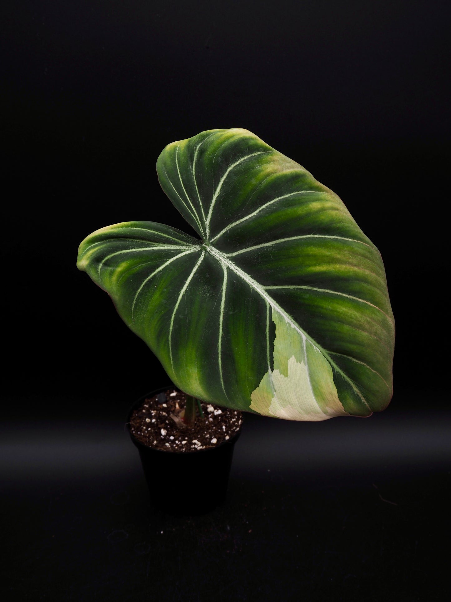 Philodendron Gloriosum Albo Variegata