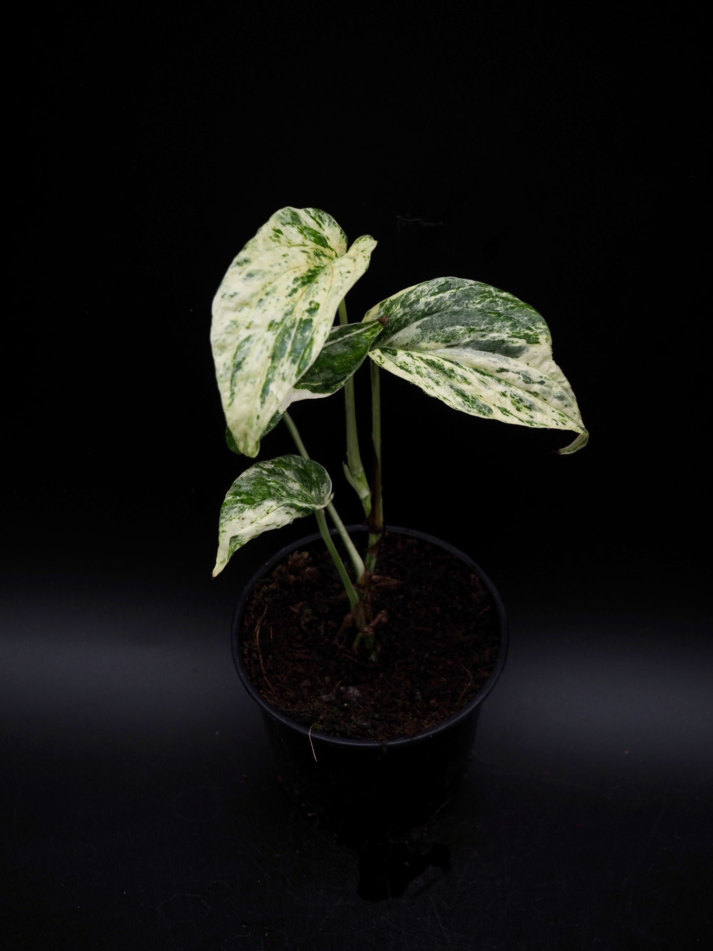 Amydrium Zippelianum Variegata