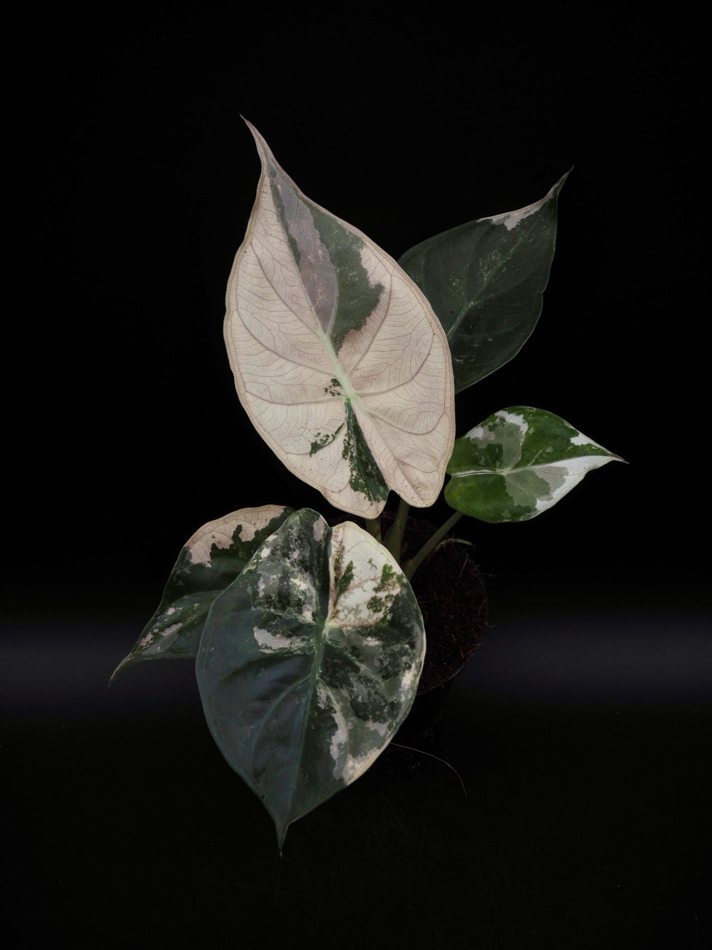 Alocasia Wentii Albo/Pink