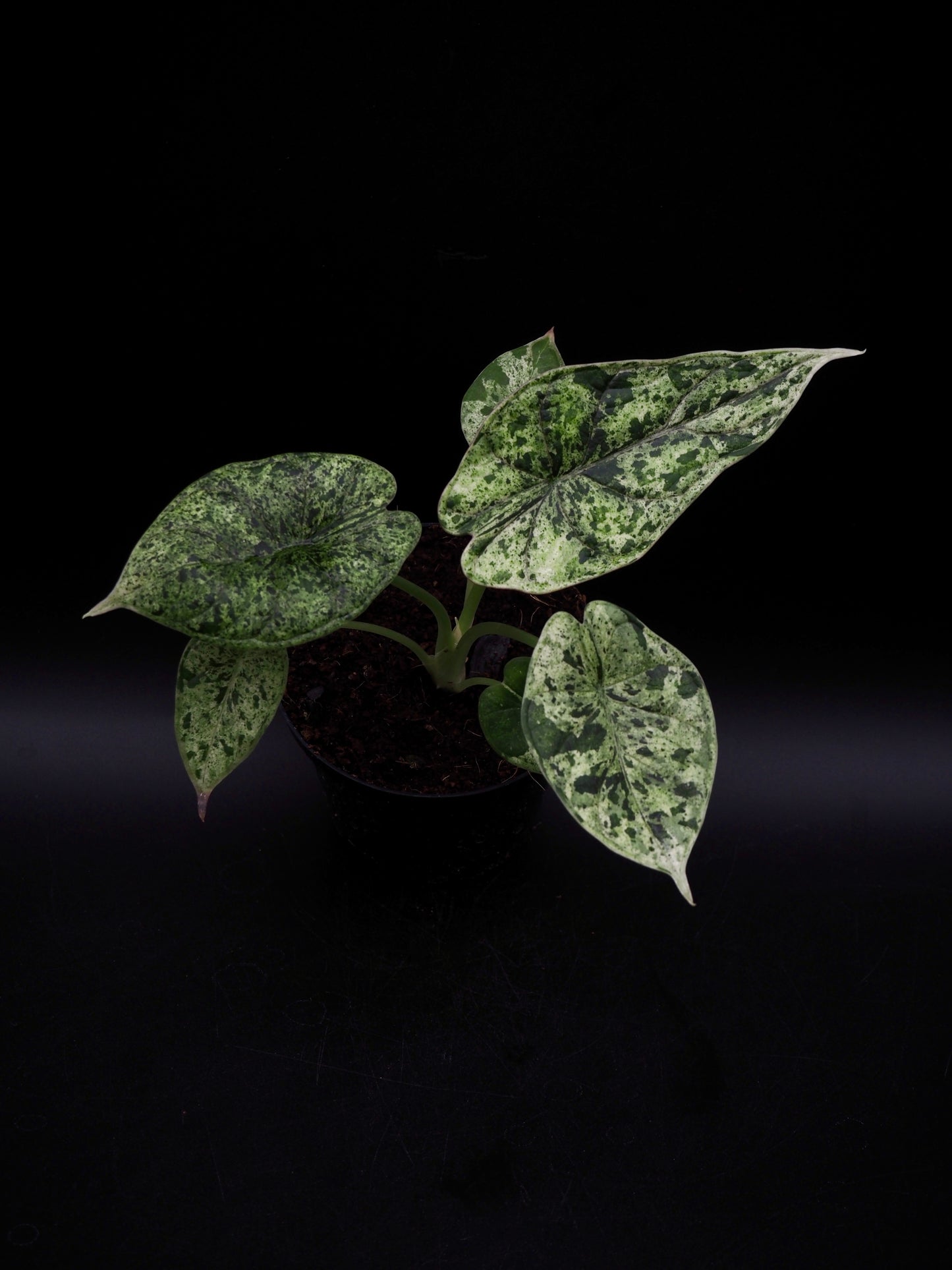 Alocasia Dragon Scale Mint Variegata