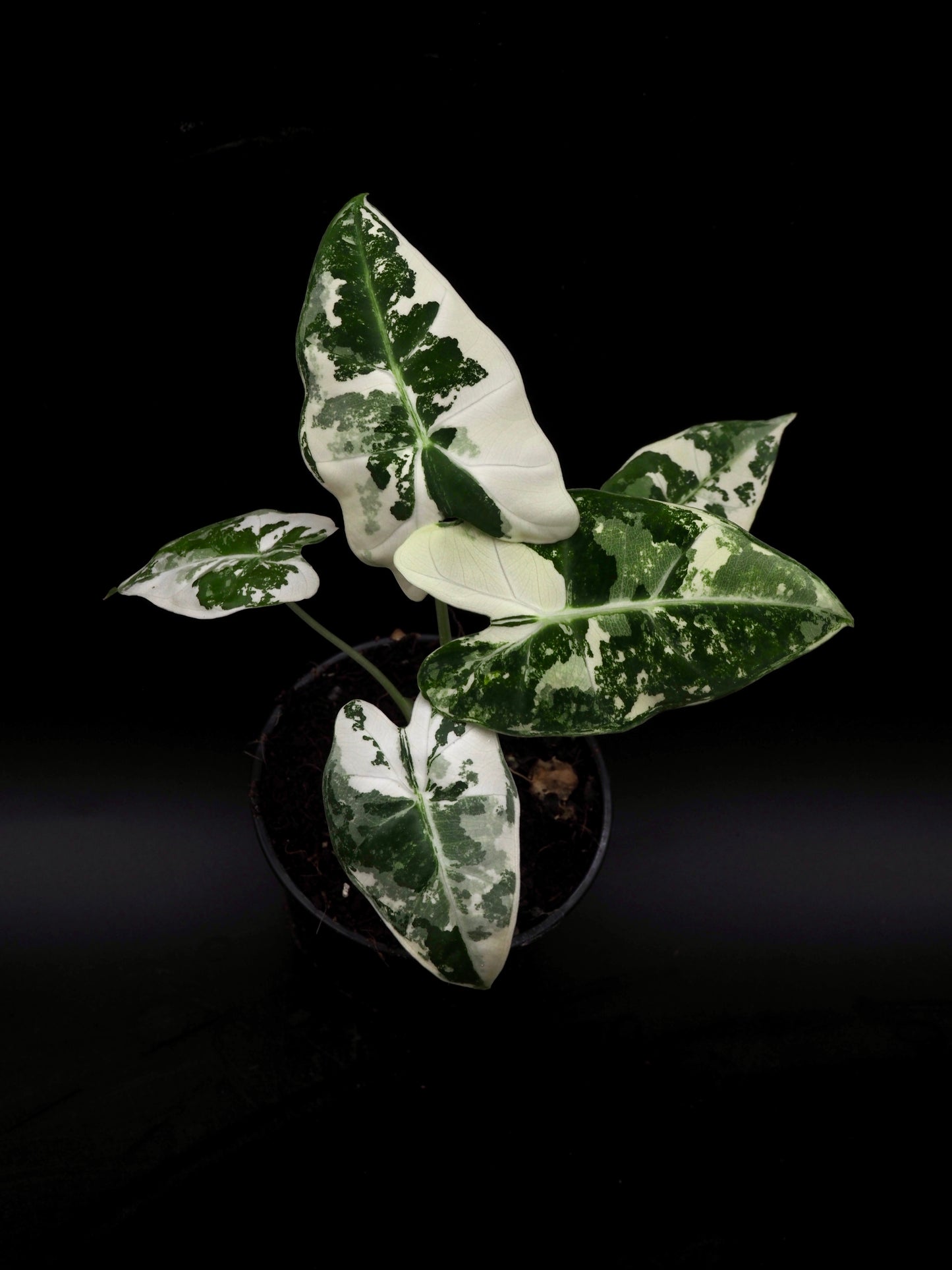Alocasia Frydek Variegata