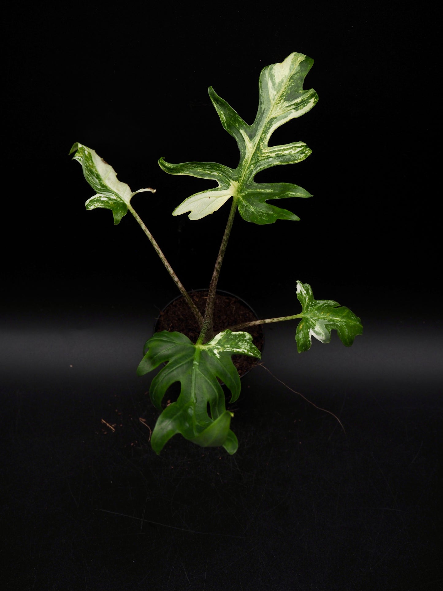 Alocasia Brancifolia Albo
